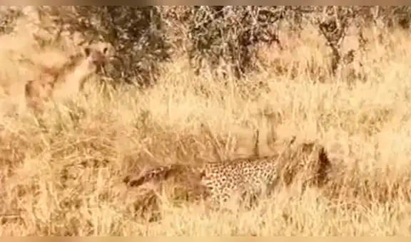 Hambriento leopardo caza a presa, llega salvaje hiena y ocurre lo inesperado [VIDEO]