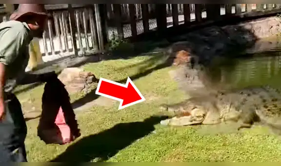 Lanzan trozos de carnes a piscina invadida de cocodrilos y depredadores tienes feroz reacción [VIDEO]