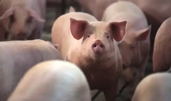 China descubre nueva gripe en cerdos con “potencial pandémico”