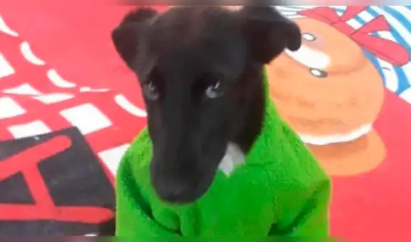 “Tabata”, la perrita discriminada por ser negrita por fin encontró un hogar [VIDEO]