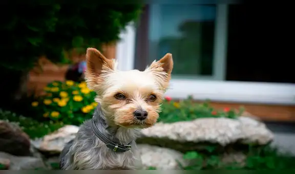 Perro sale a pasear y regresa con pequeño ‘amigo’ que estuvo a punto de morir [VIDEO]