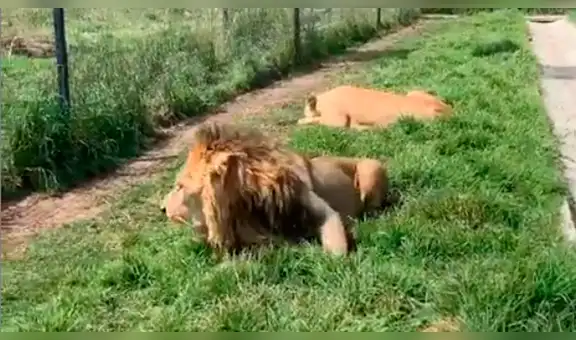 Entrenador de leones se aproxima a jaula de furioso felino, sin sospechar cómo reaccionaría [VIDEO]