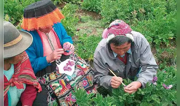 Transgénicos: Más de 25 mil familias productoras de orgánicos en riesgo si se levanta moratoria