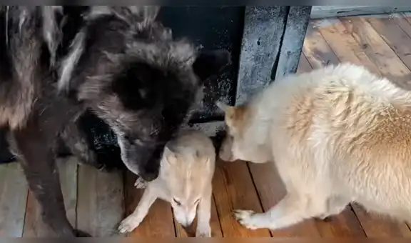 Lobo negro observa conoce a un perro bebé y su conducta conmueve a todos [VIDEO]