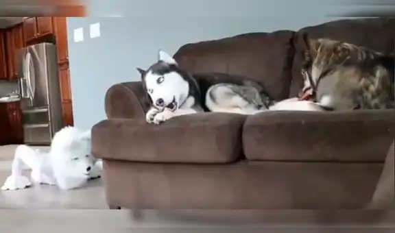 Joven se pone disfraz de perro para asustar a sus mascotas y la conducta de uno de ellos lo sorprende [VIDEO]