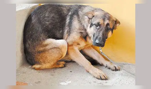 YouTube: aterrado por pirotecnia, perro se lanza del piso 11 y cae sobre mujer