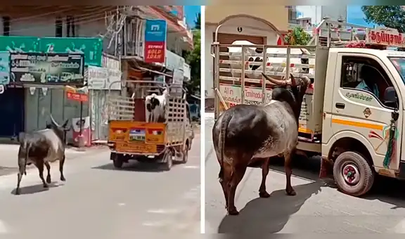 Toro tiene conmovedora reacción al ver que su dueño intenta alejarla de su ‘pareja’ [VIDEO] 