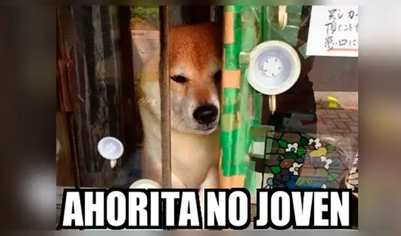 El meme ‘me dijiste que tenías’ revive otras divertidas imágenes en las redes sociales 
