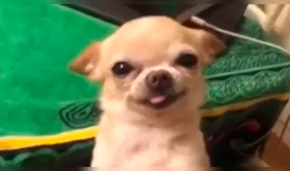 Facebook viral: perro sonríe cada vez que sus dueños le dicen que es ‘lindo y hermoso’ [VIDEO] 