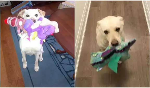 Perrita comparte sus juguetes con cada visitante que llega a su hogar y enternece redes