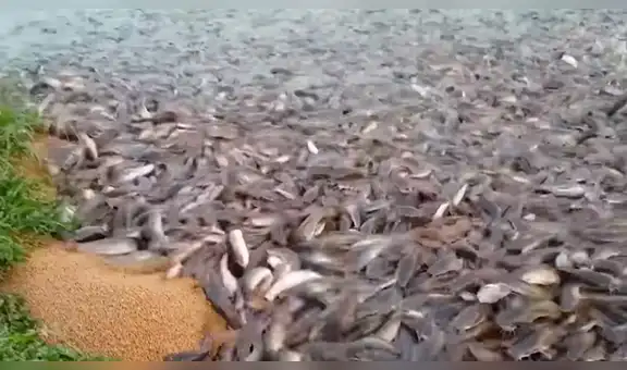 Lanza comida a orillas de un río y enorme cardumen de peces aparece [VIDEO]