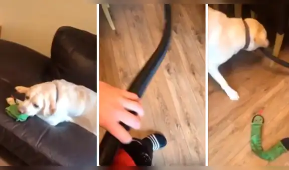 Perro simula accidente con aspiradora y su perro lo sorprende con peculiar conducta [VIDEO]