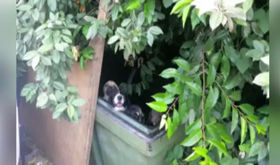 Rescatan a cachorros que fueron abandonados en un descampado 