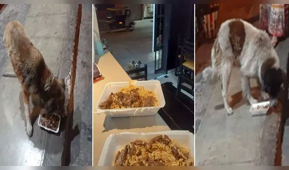 Restaurante reúne la comida que le sobra y prepara delicioso menú para perritos callejeros [FOTOS]