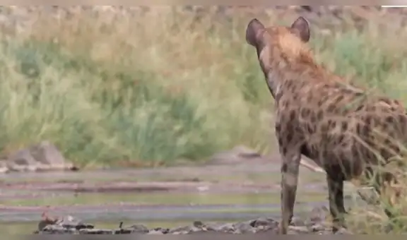 Mamá hiena sorprende como cazadora al robar la comida de los leones para alimentar a sus bebés [VIDEO]