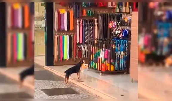 Perro hurta peluche de tienda, se arrepiente y vuelve para devolverlo [VIDEO]