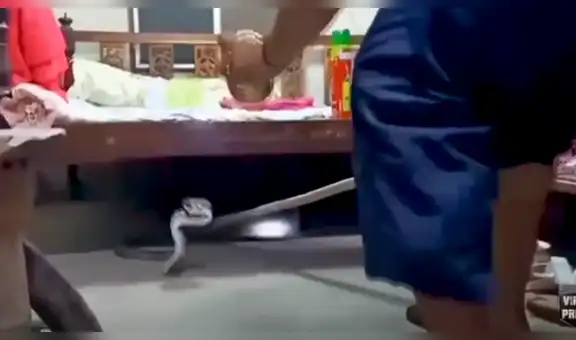 Escucha raros sonidos debajo de su cama y descubre a una voraz serpiente arrastrándose [VIDEO]