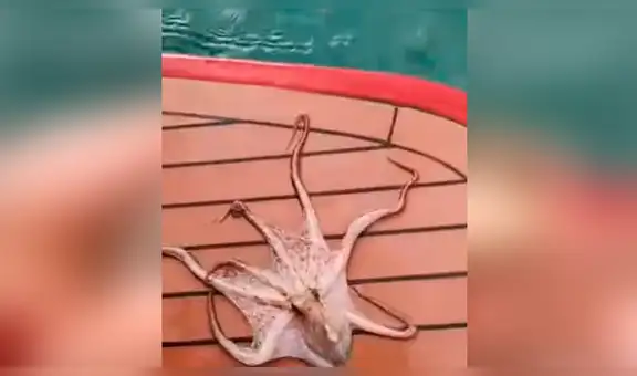 Pescador recoge piedra del mar, sin imaginar que en el interior se escondía criatura marina [VIDEO]