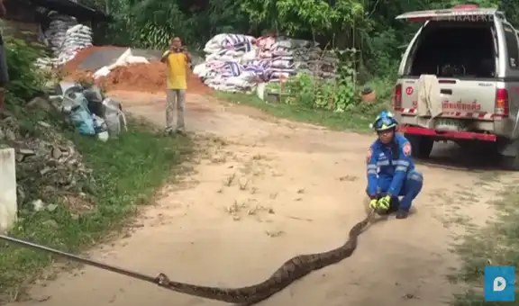 Revisan extraño pozo y descubren voraz serpiente pitón que estaba en busca de comida [VIDEO]
