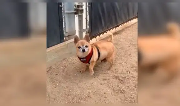 Encuentra tierno perro en la calle, se acerca para acariciarlo y este tiene furiosa reacción [VIDEO] 
