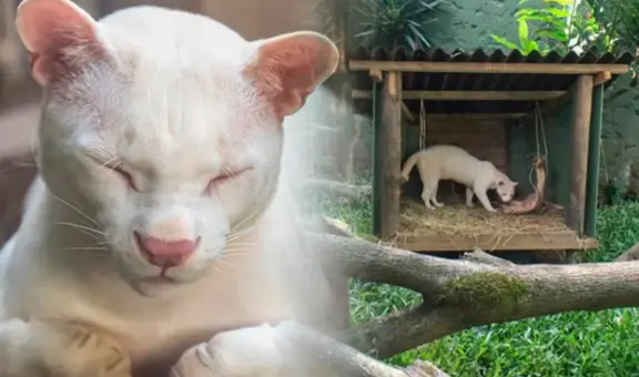 ¿Qué animal fue encontrado en Colombia y por qué se le considera único en el mundo?