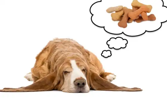¿Los perros sueñan? Video revela qué sucede mientras estos animales se encuentran descansando