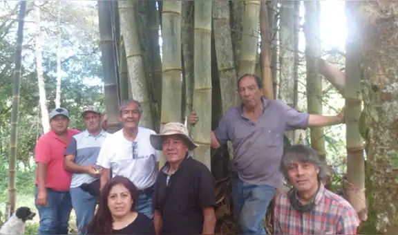 Proyectan potenciar el bambú de alta calidad que tiene Oxapampa