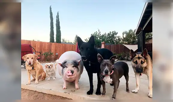 Cerdo es criado con cinco perros y ahora se comporta como un can [FOTOS]
