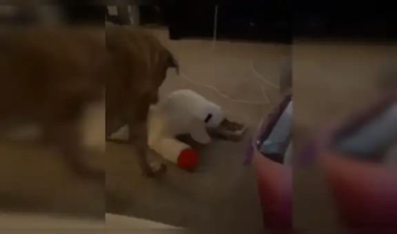 Mujer llega a casa y encuentra a su perro ‘compartiendo’ su comida con su peluche favorito [VIDEO]