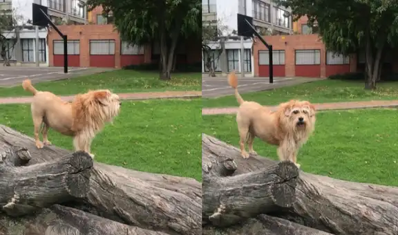 Joven cambia el look de su perrito para que se parezca a la melena de un león