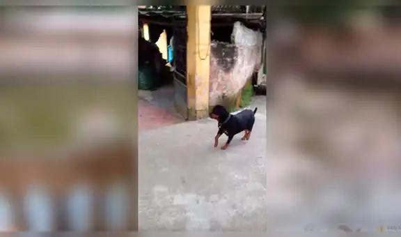 Hombre finge ahogarse en laguna, sin imaginar la reacción que tendría su perro [VIDEO]