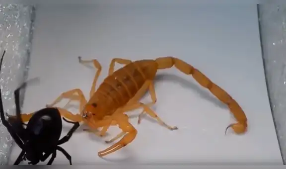 Mortal pelea entre viuda negra y escorpión tiene un lamentable desenlace [VIDEO] 