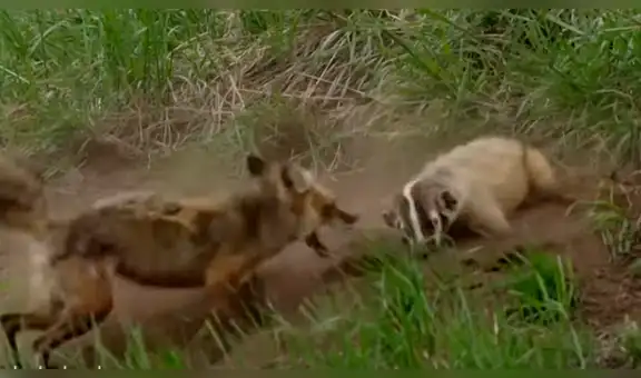 YouTube: La brutal pelea entre zorra y tejón por quedarse con una guarida [VIDEO]