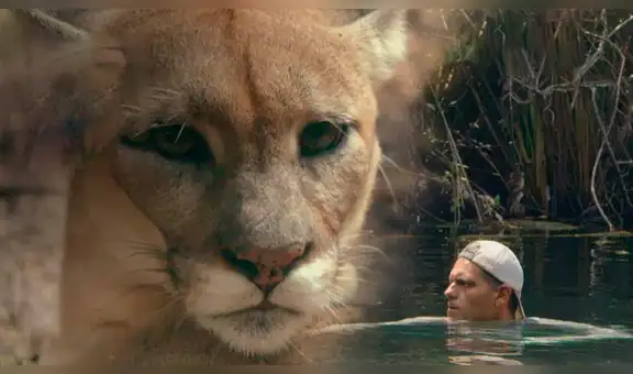 Hombre sale del río y queda ‘cara a cara’ de hambriento puma y este tiene efusiva reacción [VIDEO]