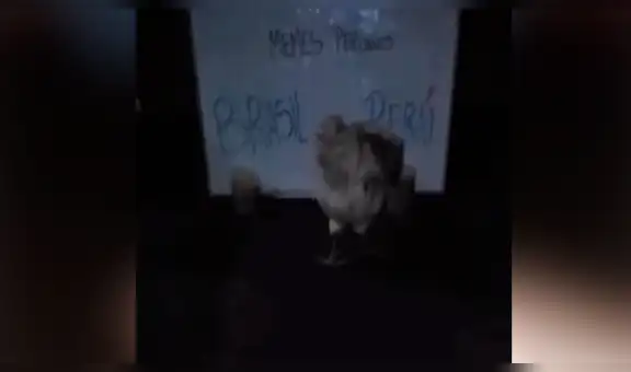 Gallina ‘pitonisa’ que jamás se equivoca predice qué selección ganará la Copa América 2019 [VIDEO]