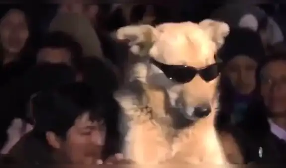 Facebook viral: peruano fue captado bailando con su perro en concierto del ‘Lobo y la Sociedad Privada’ [VIDEO] 