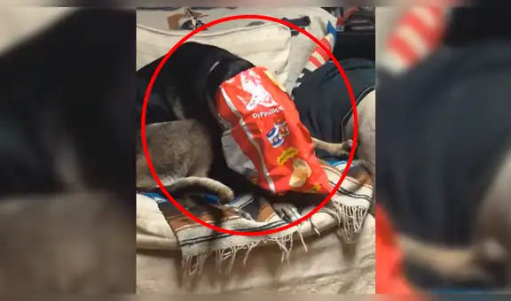 Perro hambriento aprovecha el descuido de su dueño para ‘robarle’ su comida [VIDEO]