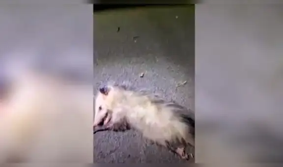 Zarigüeya se hace la ‘muerta’ al notar la presencia de un hombre para no ser atrapada [VIDEO]