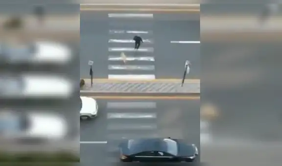 Señor arriesga su vida para impedir que conductores atropellen a un perro callejero [VIDEO]