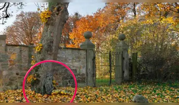 ¿Logras ver a la mujer oculta en esta imagen? Pocos han podido resolver este reto visual [FOTOS]