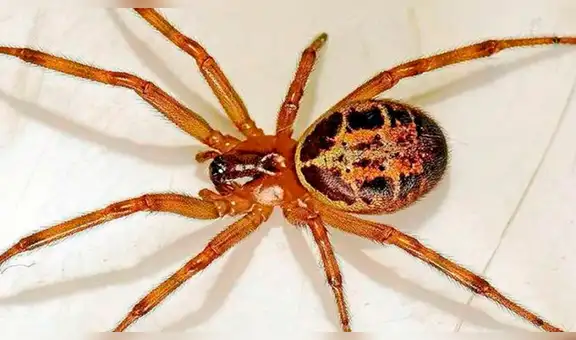 En terapia intensiva quedó una niña de 3 años por picadura de una araña de rincón [VIDEO]