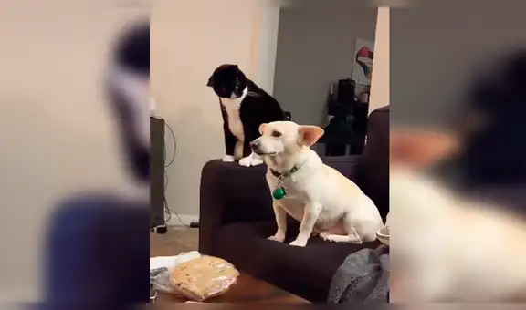 Deja a sus mascotas cuidando la casa y cuando regresa los capta en curiosa situación [VIDEO]