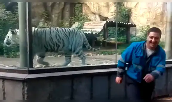 Turista ingresa a jaula de tigre blanco para tomarse foto, sin imaginar la temible reacción del felino [VIDEO]
