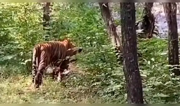 Viajeros captan brutal pelea de tigres machos que querían aparearse con un hembra [VIDEO]