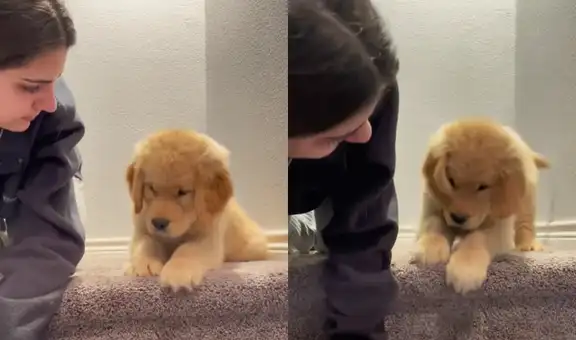 Mujer le da clases a su perro para que aprenda a bajar escaleras y el resultado enternece a miles
