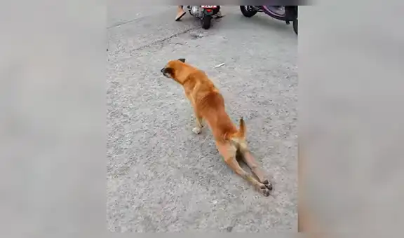 Facebook: Captan a perro fingiendo estar cojo por una insólita razón [VIDEO]