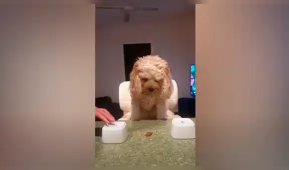 Crea un divertido juego para poner a prueba a su perro y este lo sorprende con su habilidad [VIDEO] 