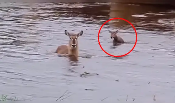 Ciervo intenta cruzar peligroso río con su cría, pero ocurre trágico incidente [VIDEO]