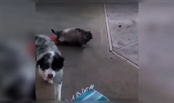 Gato intenta fastidiar a can pero su obesidad se lo impide y sufre divertida caída [VIDEO]
