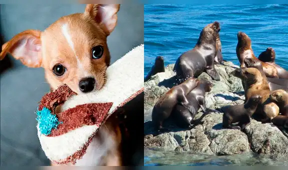 Facebook: perro chihuahua tiene épica pelea con lobos marinos en medio del océano [VIDEO]